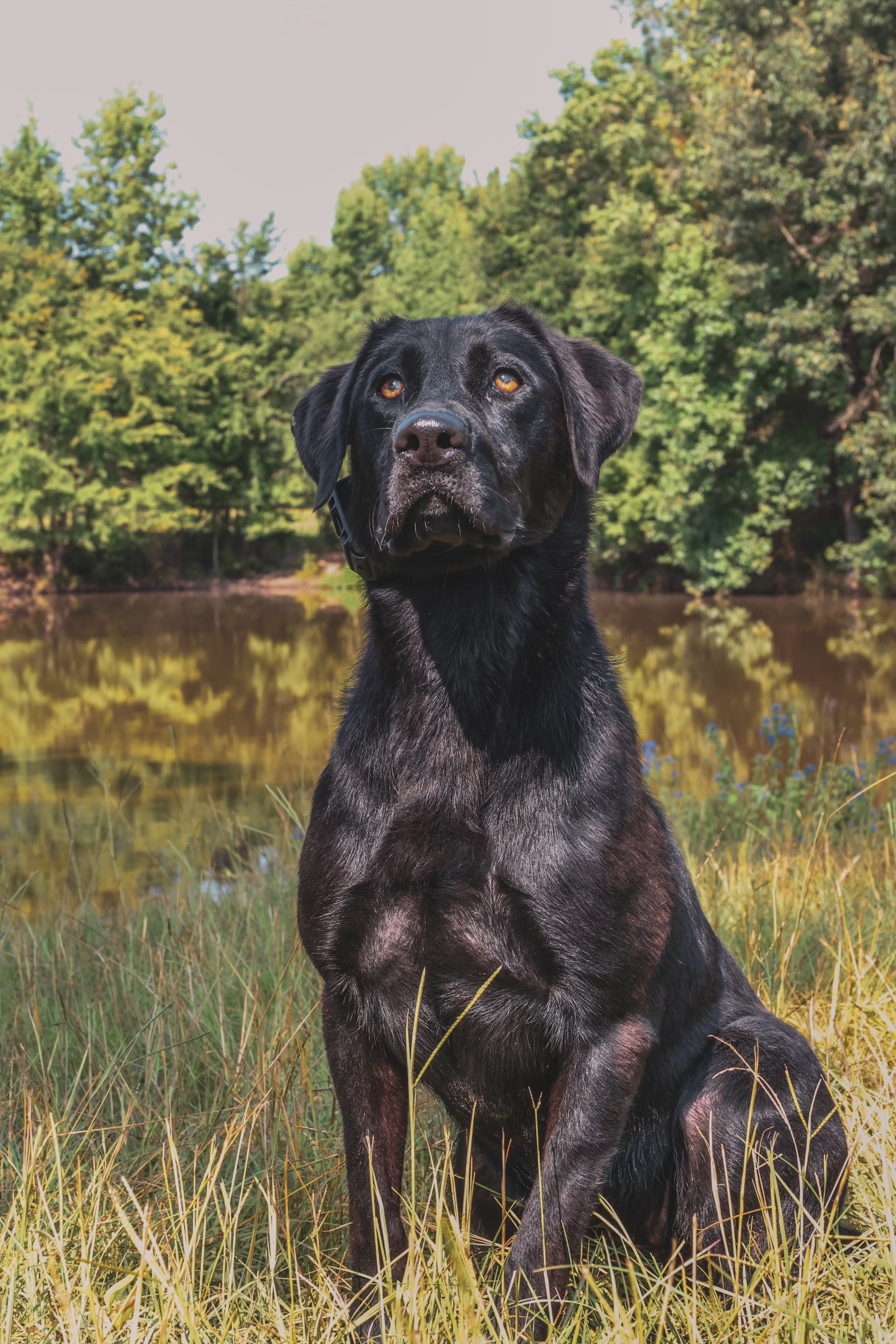 Gatlin’s Delta Dawn Bailey SH | Black Labrador Retriver