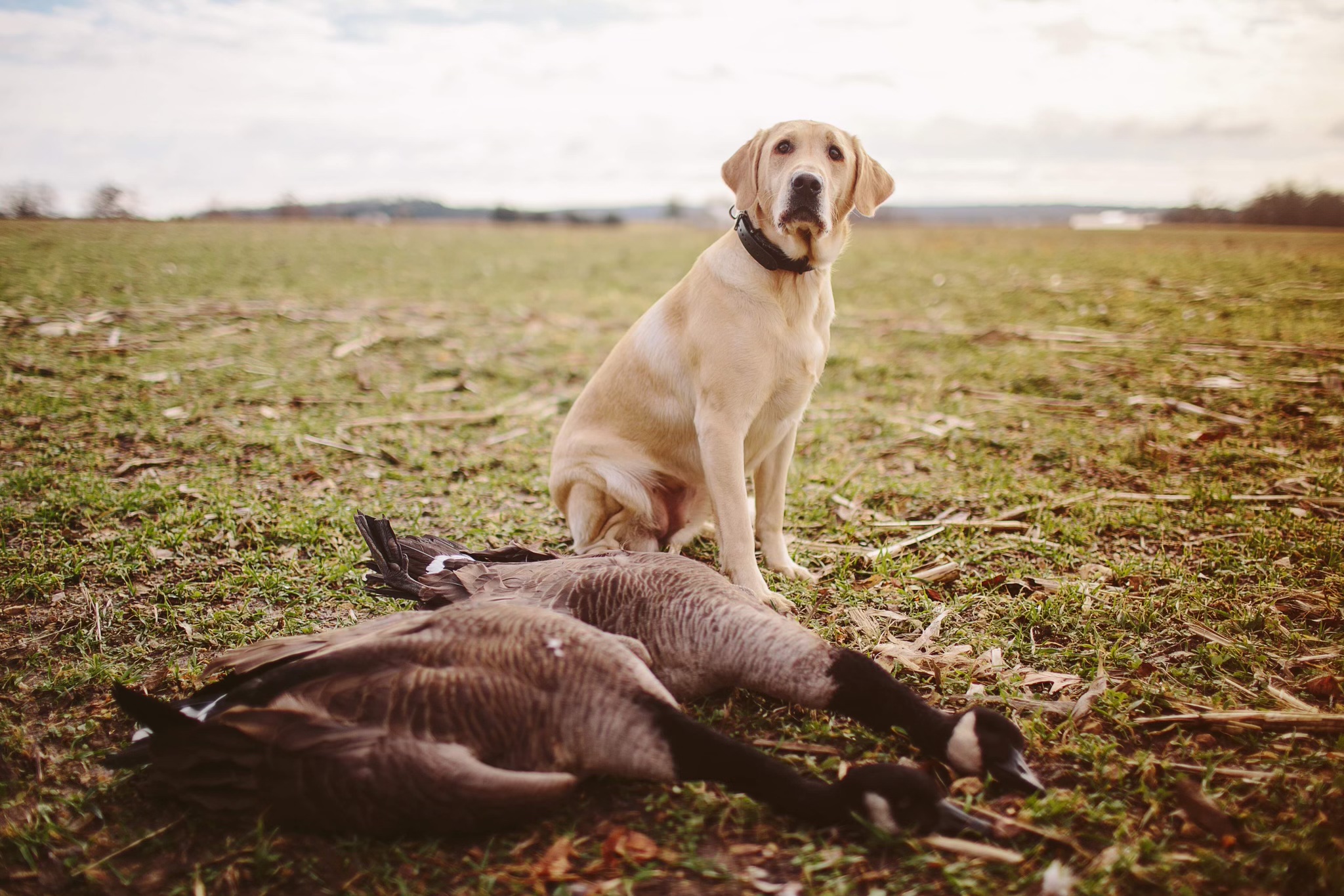 Macomo’s Queen Of Fall MH | Yellow Labrador Retriver