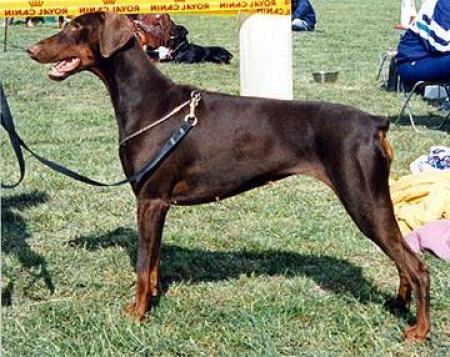 Jotunheim's Hildico | Brown Doberman Pinscher