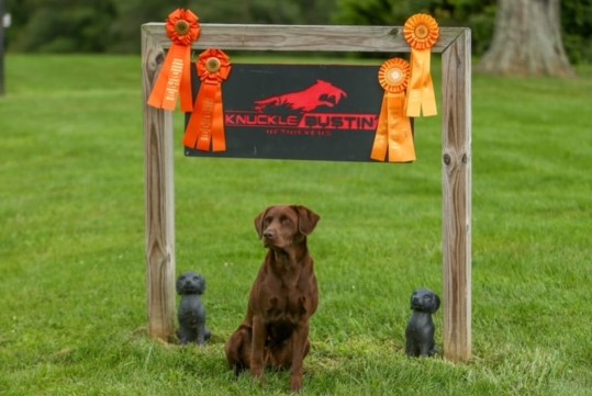 HRCH Dartmoor's Brown Eye Daisy MH | Chocolate Labrador Retriver