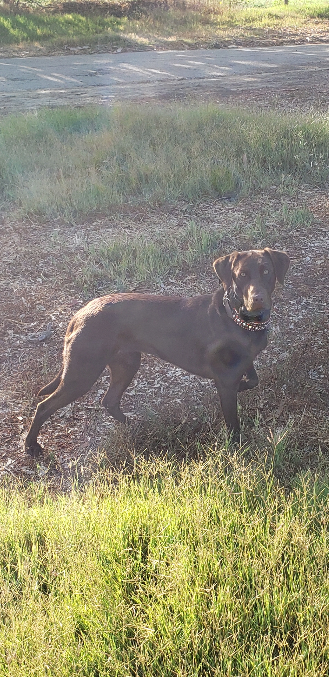 Sliding Creeks Blue Magic | Chocolate Labrador Retriver