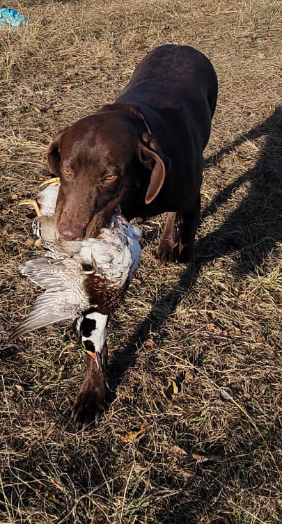 Midways Finest Susie Quinn | Chocolate Labrador Retriver