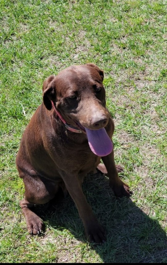 Midways Finest Susie Quinn | Chocolate Labrador Retriver