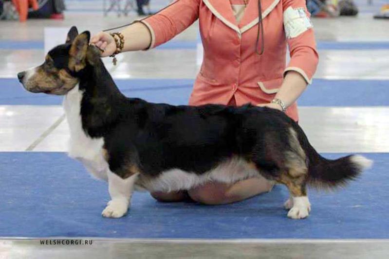 Aethwy Good Day Sunshine | Cardigan Welsh Corgi 