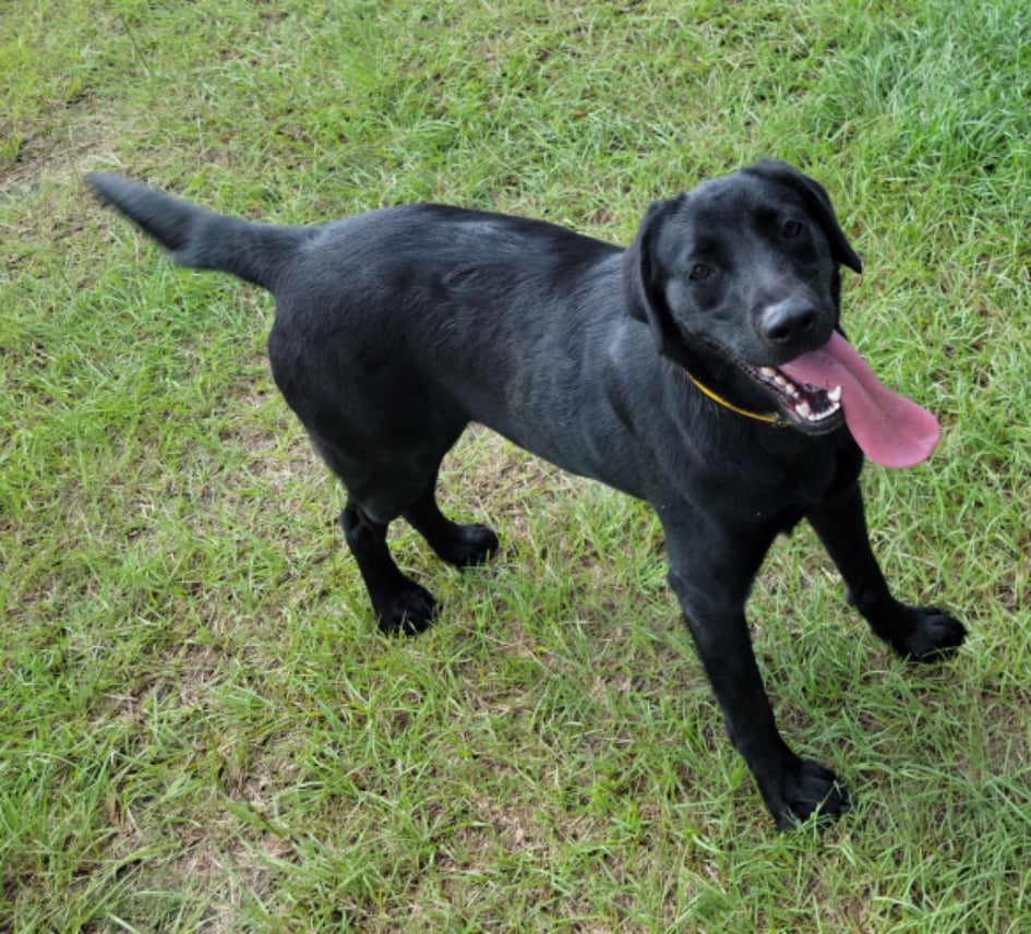 Sophie Lula Jenkins | Black Labrador Retriver