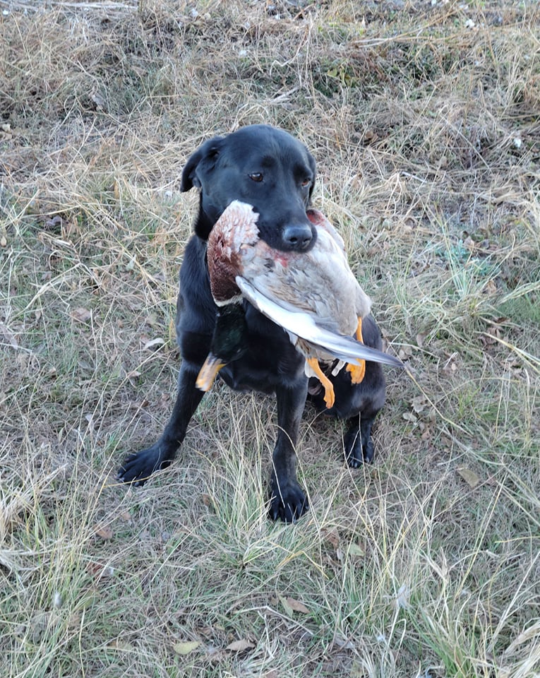 Sophie Lula Jenkins | Black Labrador Retriver