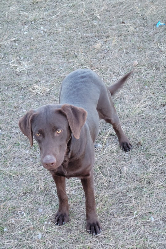 Moonlight's Maddison Bear | Chocolate Labrador Retriver