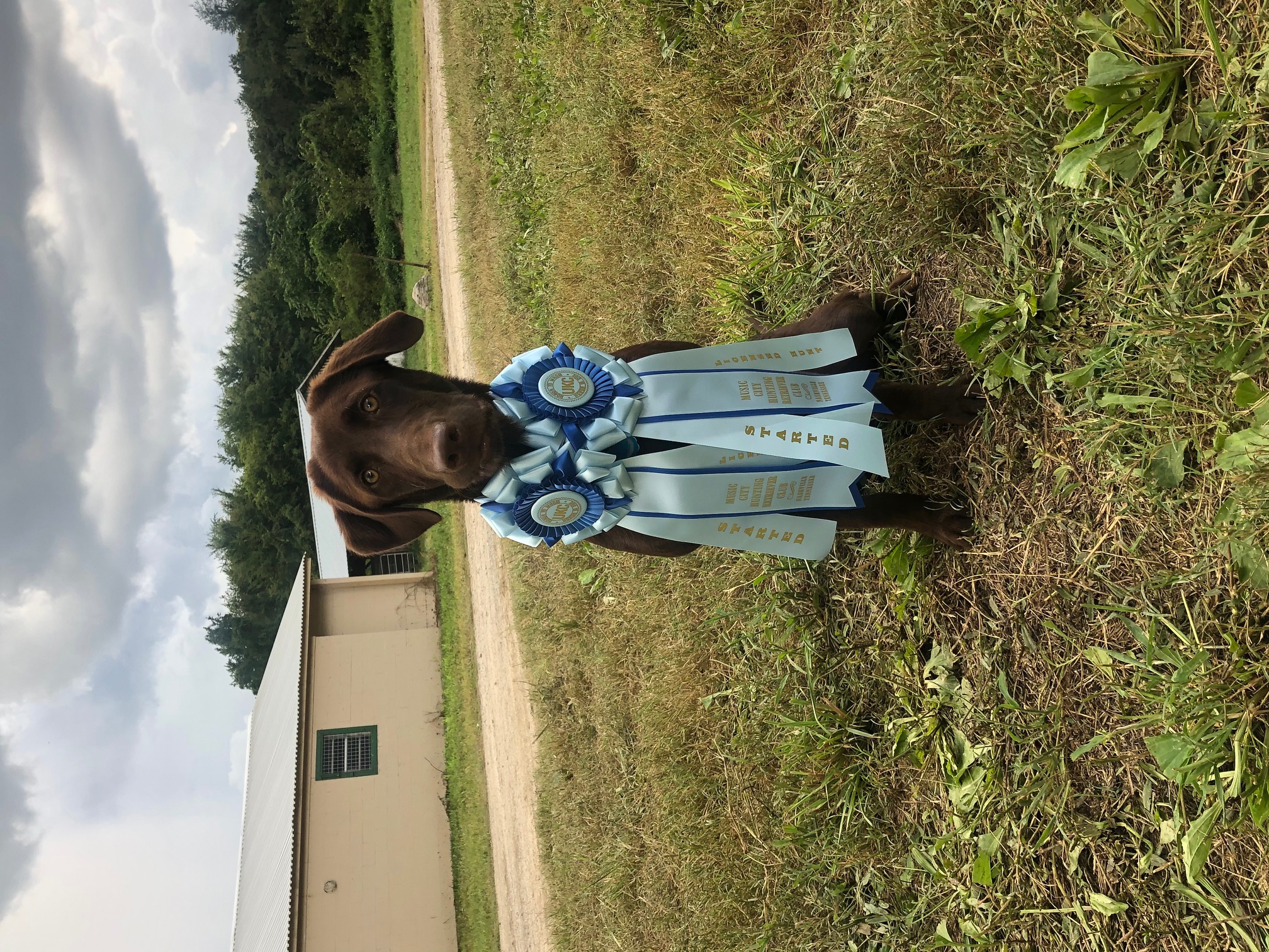 SHR Brand's Basil Hayden | Chocolate Labrador Retriver