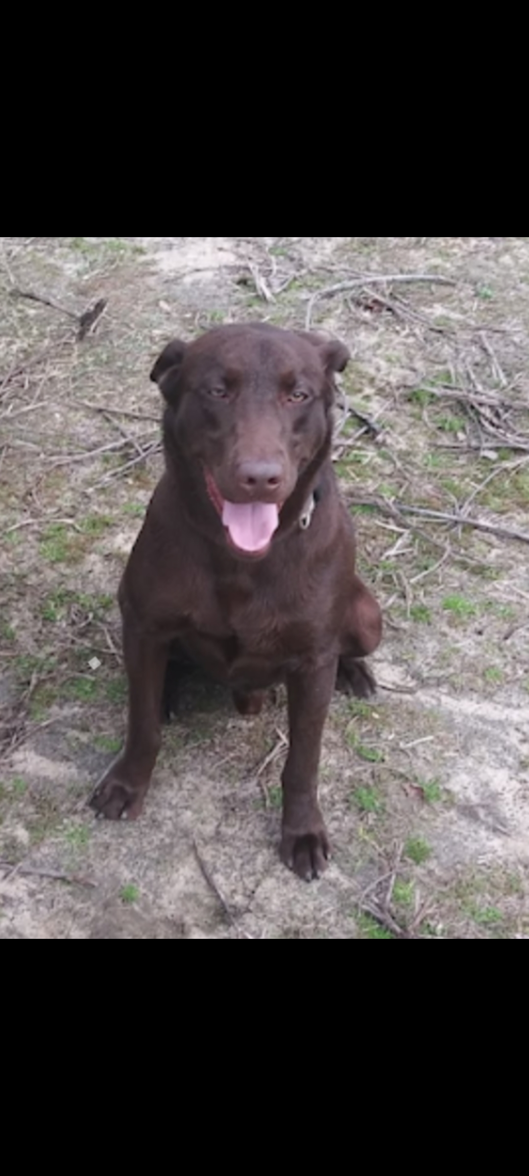 Midways Finest Harley | Chocolate Labrador Retriver