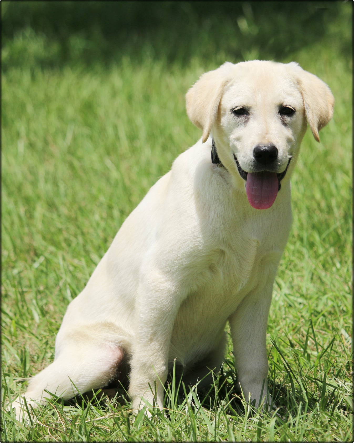 SBR Texas Snow Blizzard | Yellow Labrador Retriver