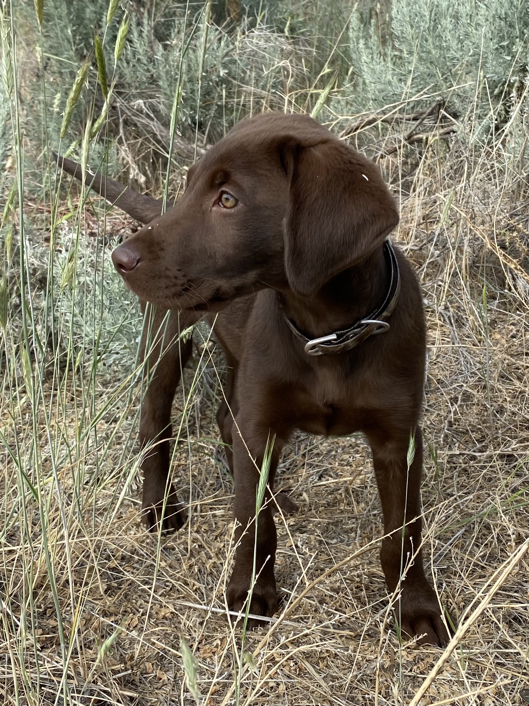 Moore’s Breakaway Birddog Ronin | Chocolate Labrador Retriver