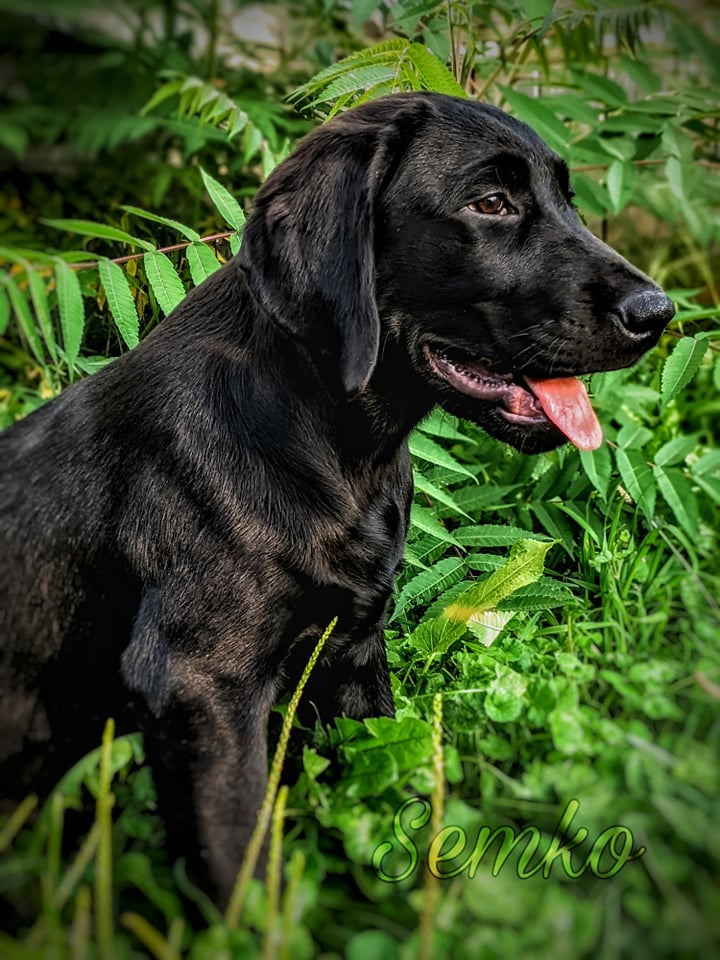 SHR Firelights Titan Of The Stars DS | Black Labrador Retriver