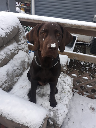 Duck County Lab's "Bo Duke" | Chocolate Labrador Retriver