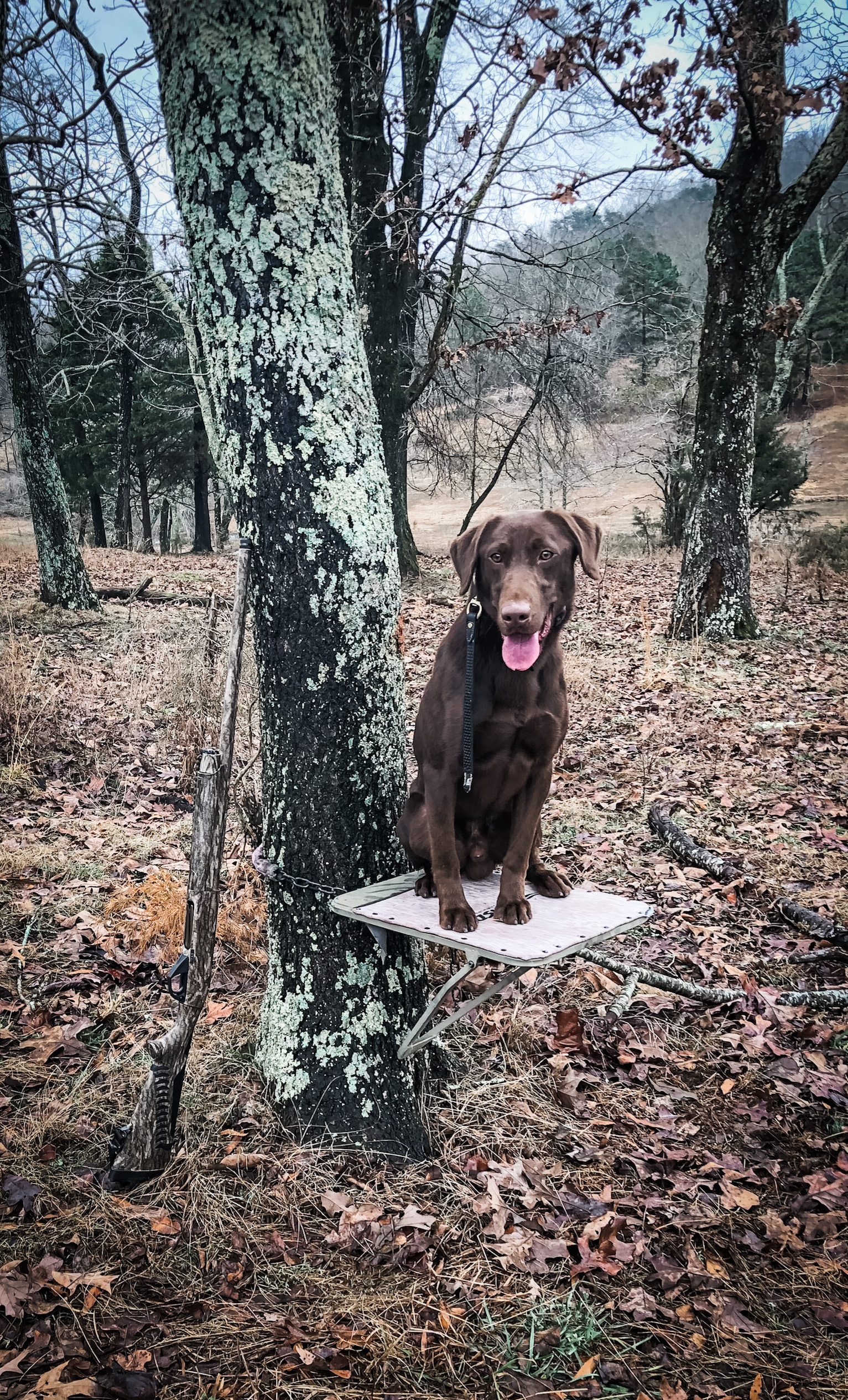 Wetlands Rockytops Bones MH | Chocolate Labrador Retriver