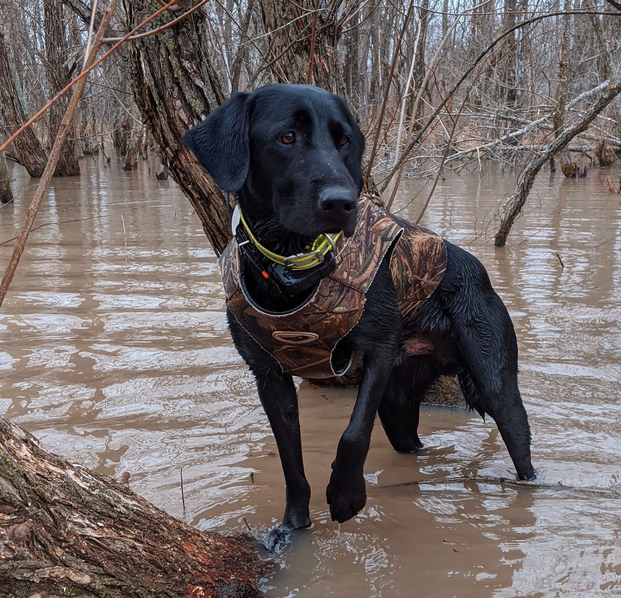 M & R's Black Havic MH | Black Labrador Retriver