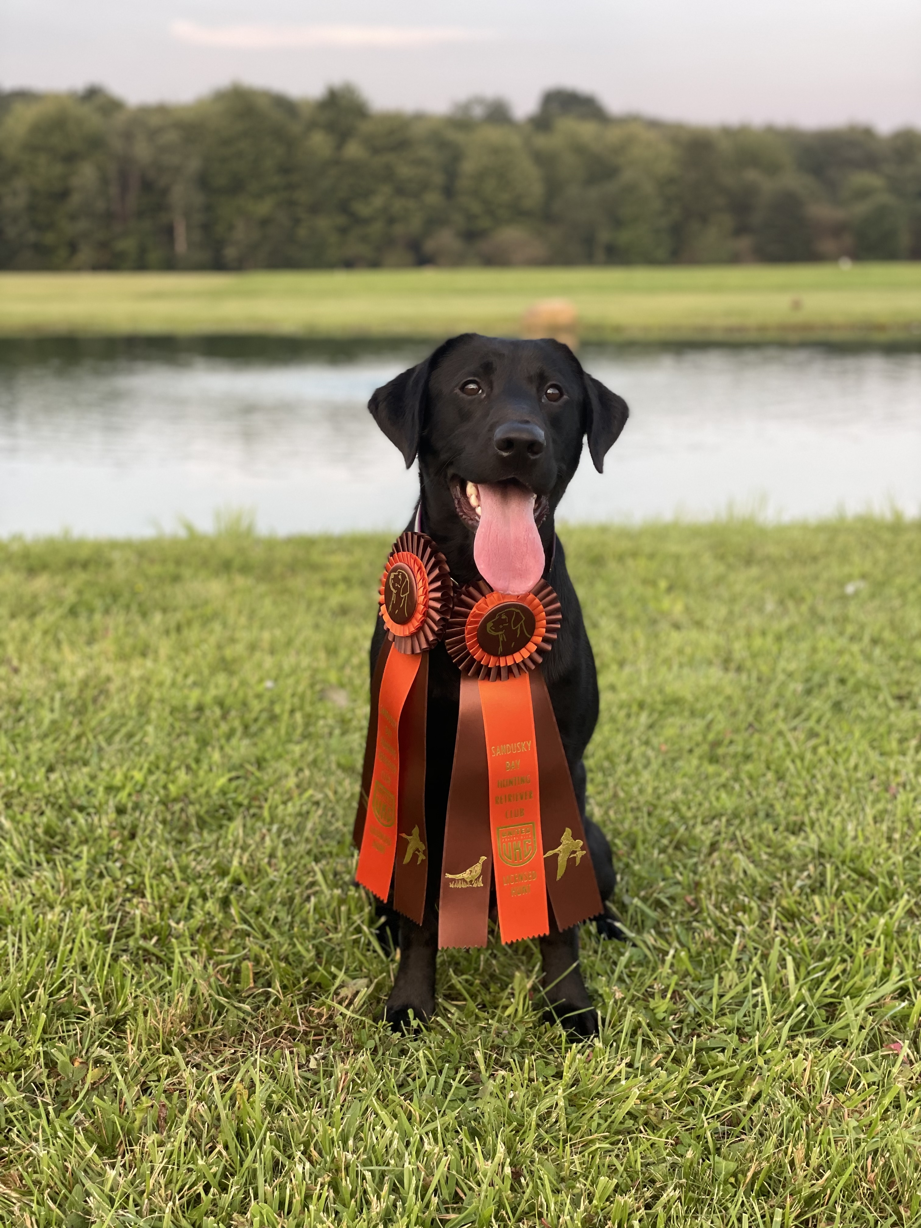 Grand River’s Wake Em Up Shootin JH | Black Labrador Retriver