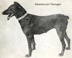 Eleanora v. Thüringen | Black Doberman Pinscher