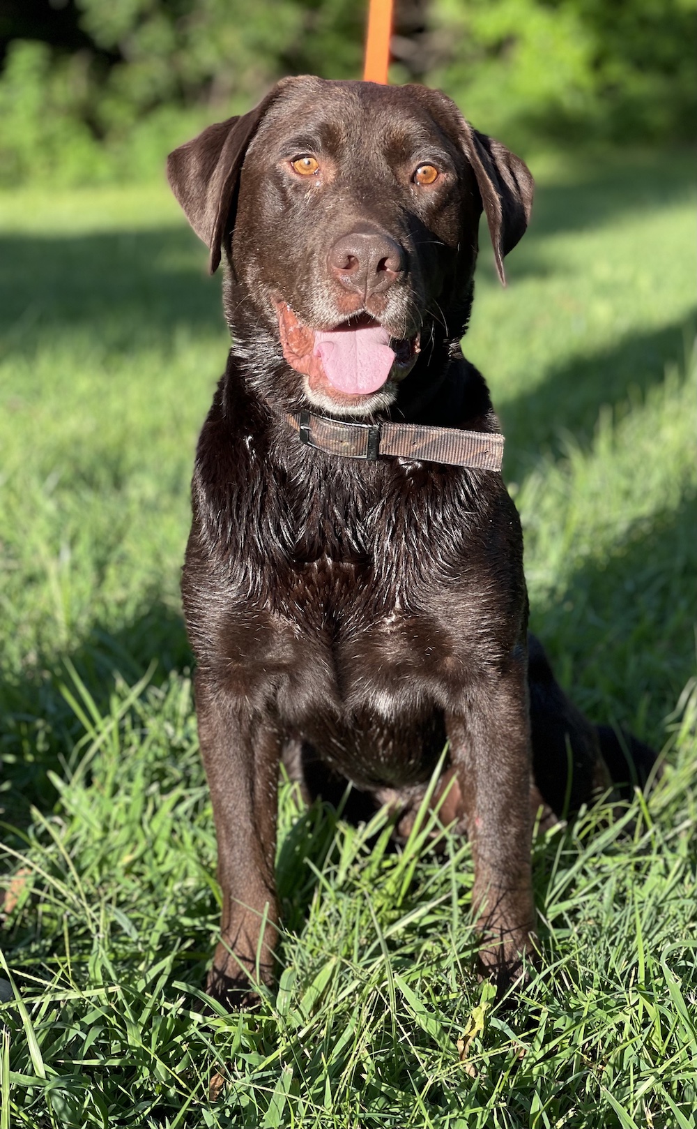 3 Ring Charlie | Chocolate Labrador Retriver