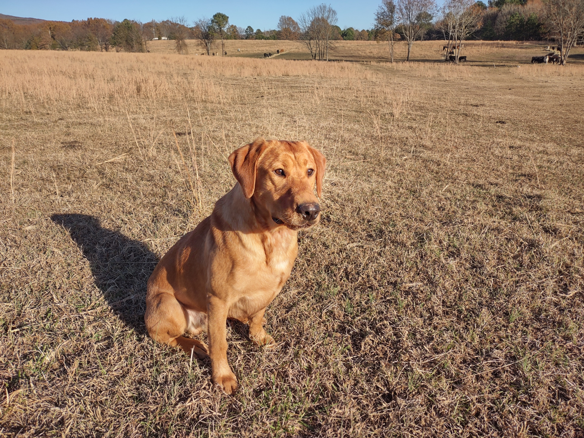 HRCH Beaver Creek's Topshelf Blazing Shot Of Fireball MH | Yellow Labrador Retriver