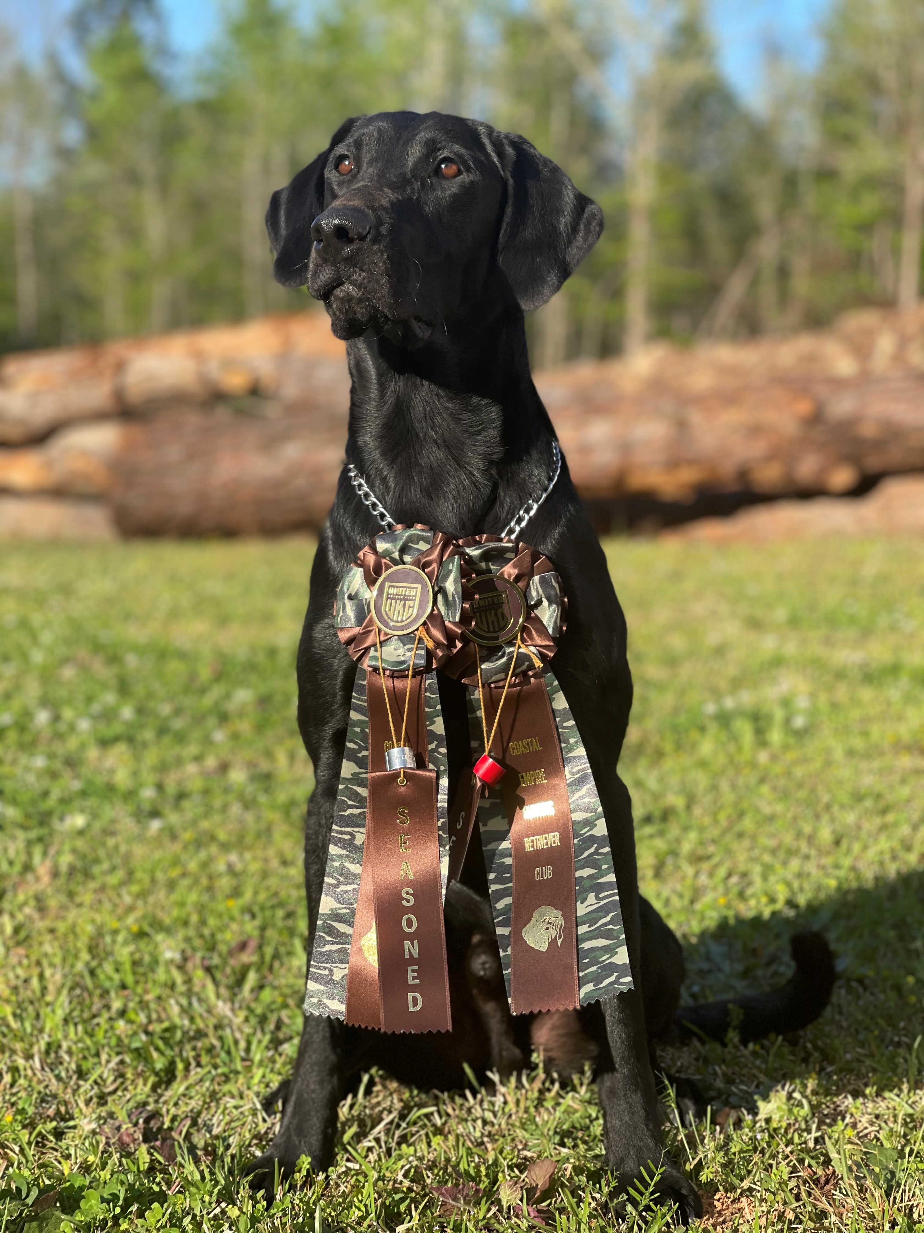 HR Hootchie's Locked N Loaded Deacon  SH | Black Labrador Retriver