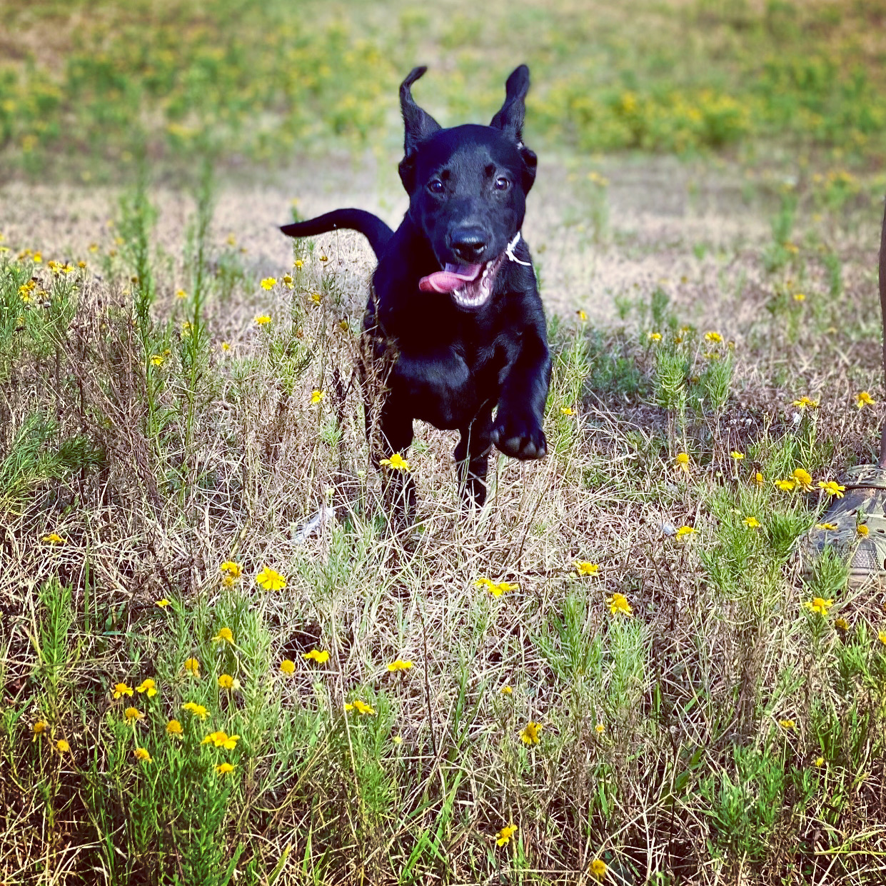 Trench Time Little Denali | Black Labrador Retriver