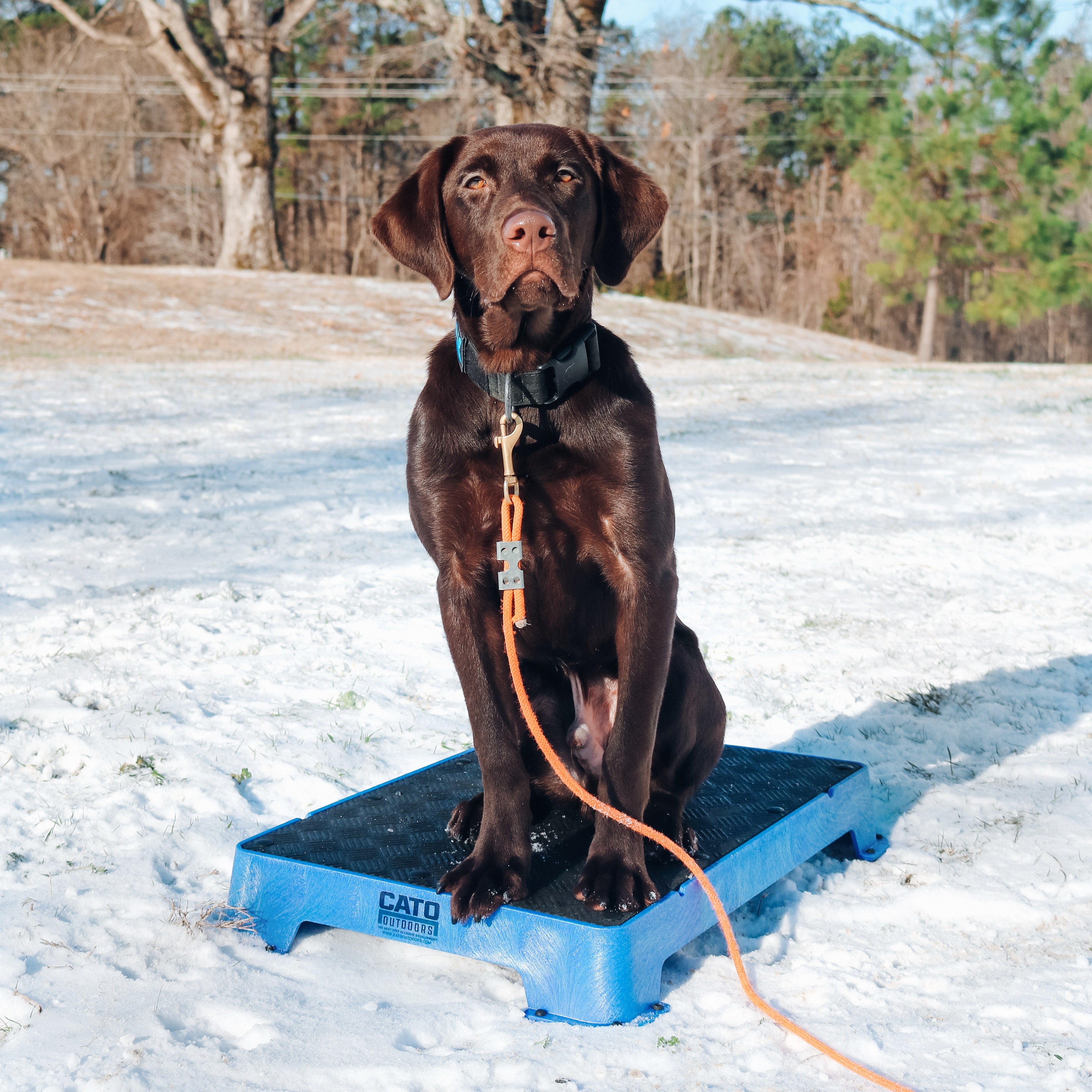 Harness Creeks Kona Blu Shelby | Chocolate Labrador Retriver