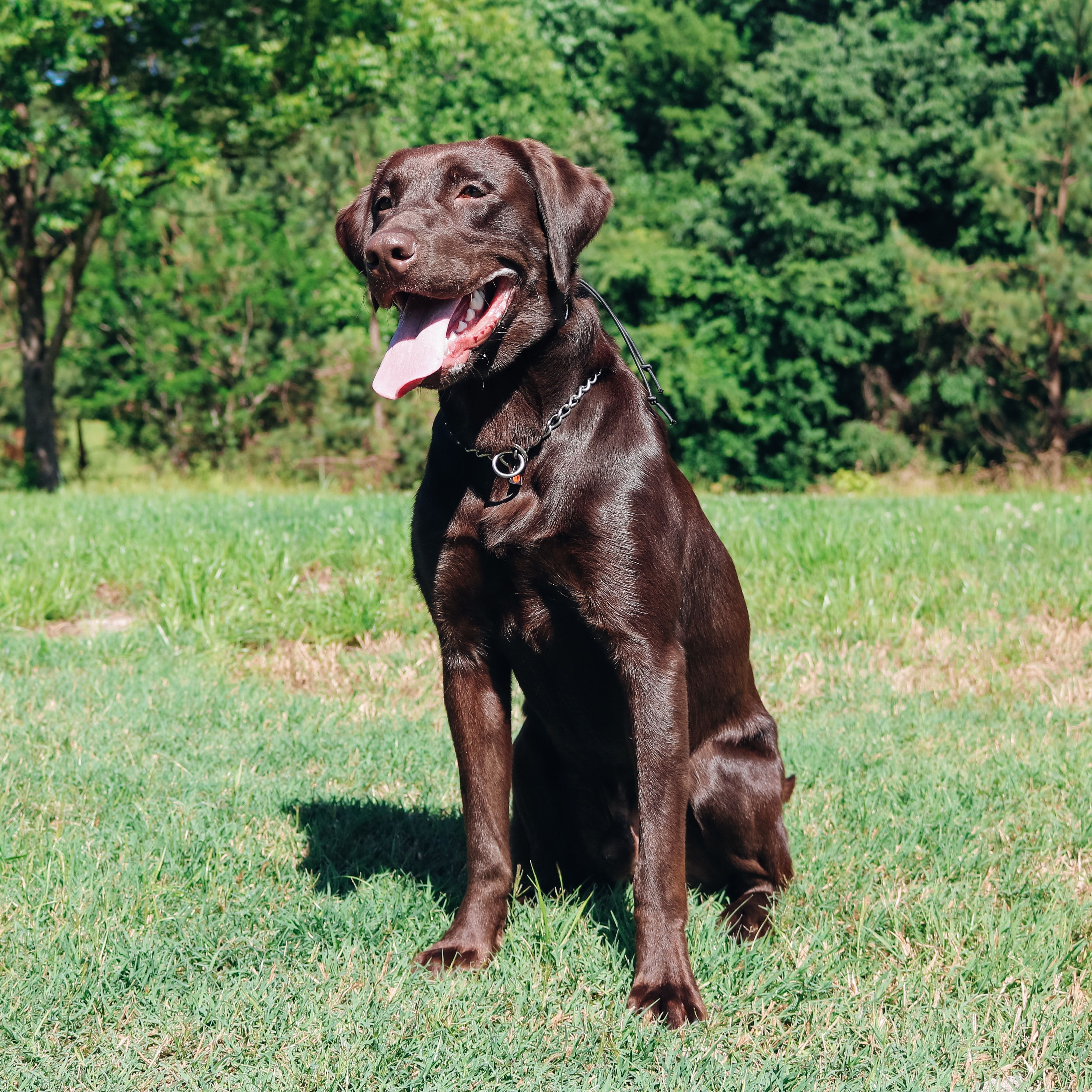 Harness Creeks Kona Blu Shelby | Chocolate Labrador Retriver