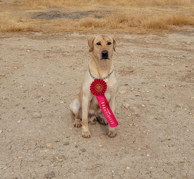 Eli's Big Chief | Yellow Labrador Retriver