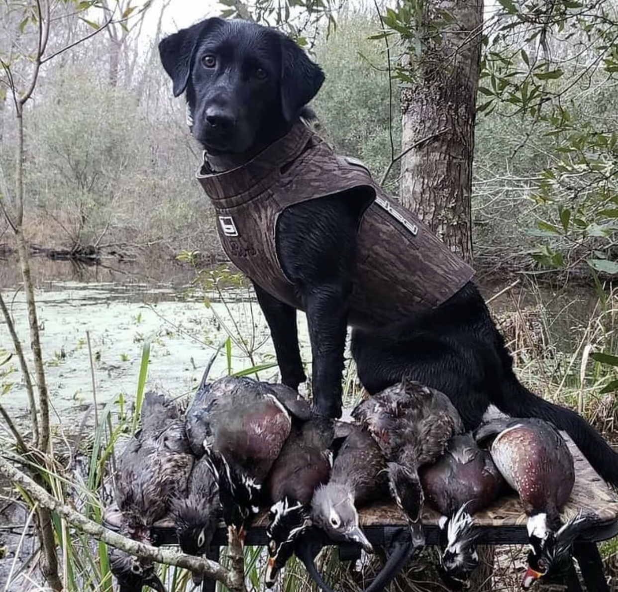 Jenkins Remi SHR | Black Labrador Retriver