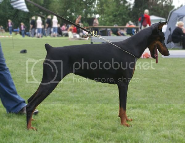 Come as you are Once in a Lifetime | Black Doberman Pinscher