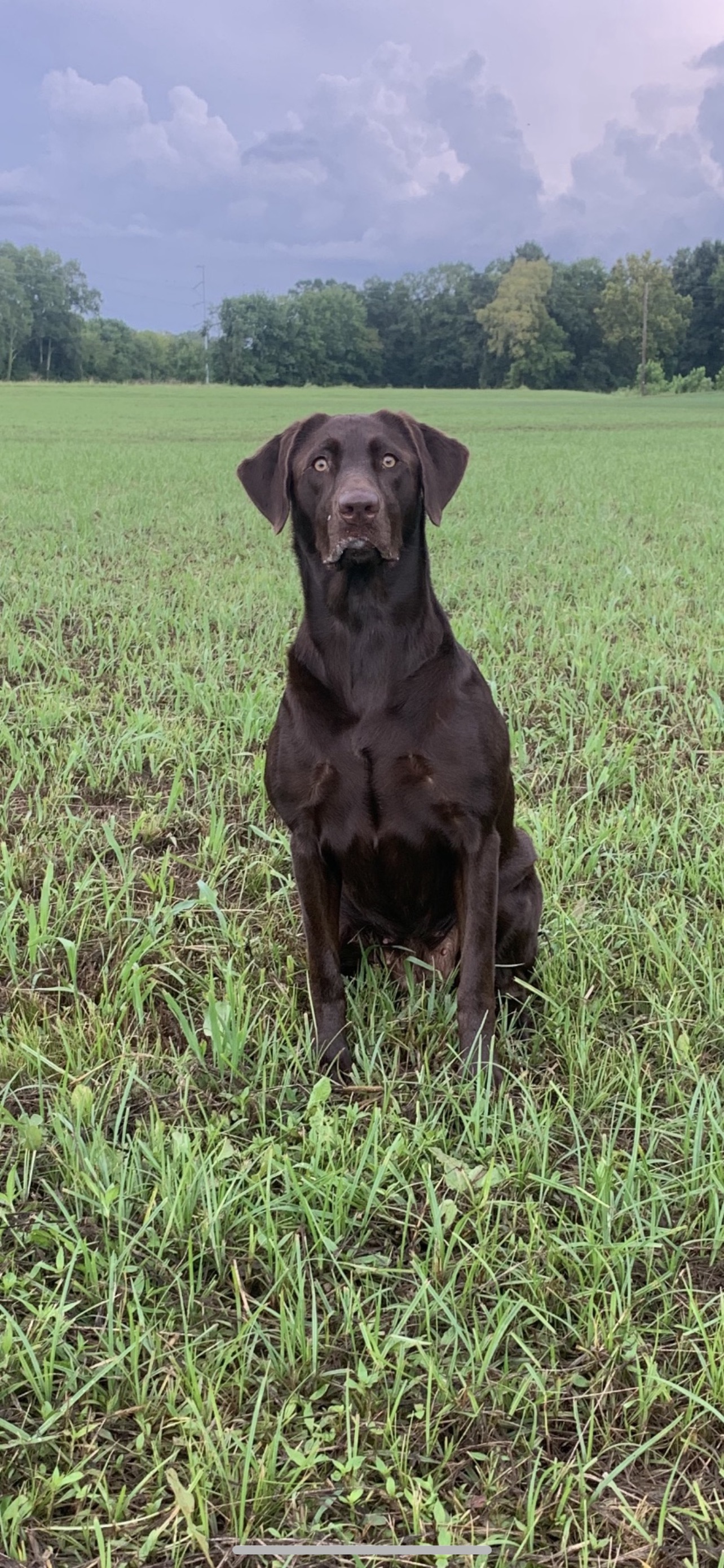 HRCH Timberlands Hot Cup Of Mocha | Chocolate Labrador Retriver