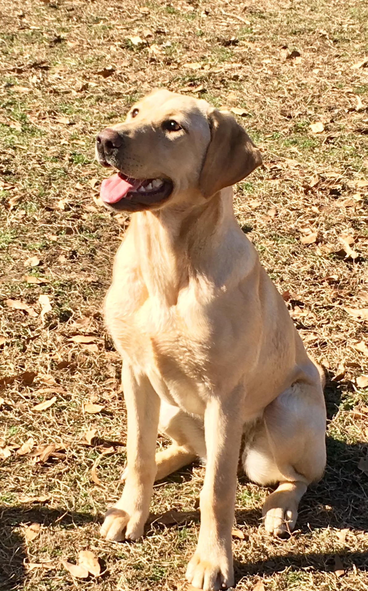 HRCH Traveler’s Faithful Jules | Yellow Labrador Retriver