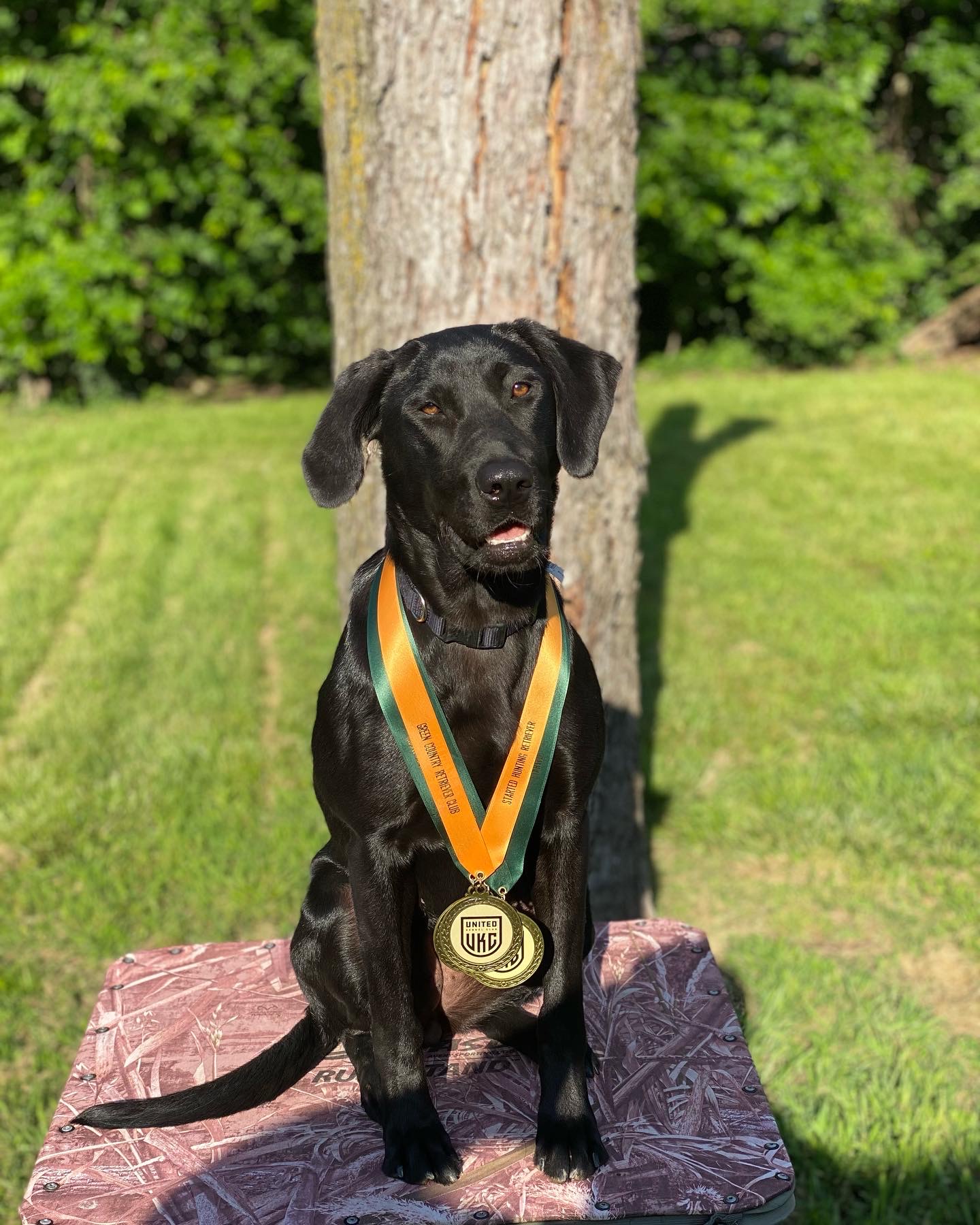 SHR Homeboys Echo In The Timber | Black Labrador Retriver