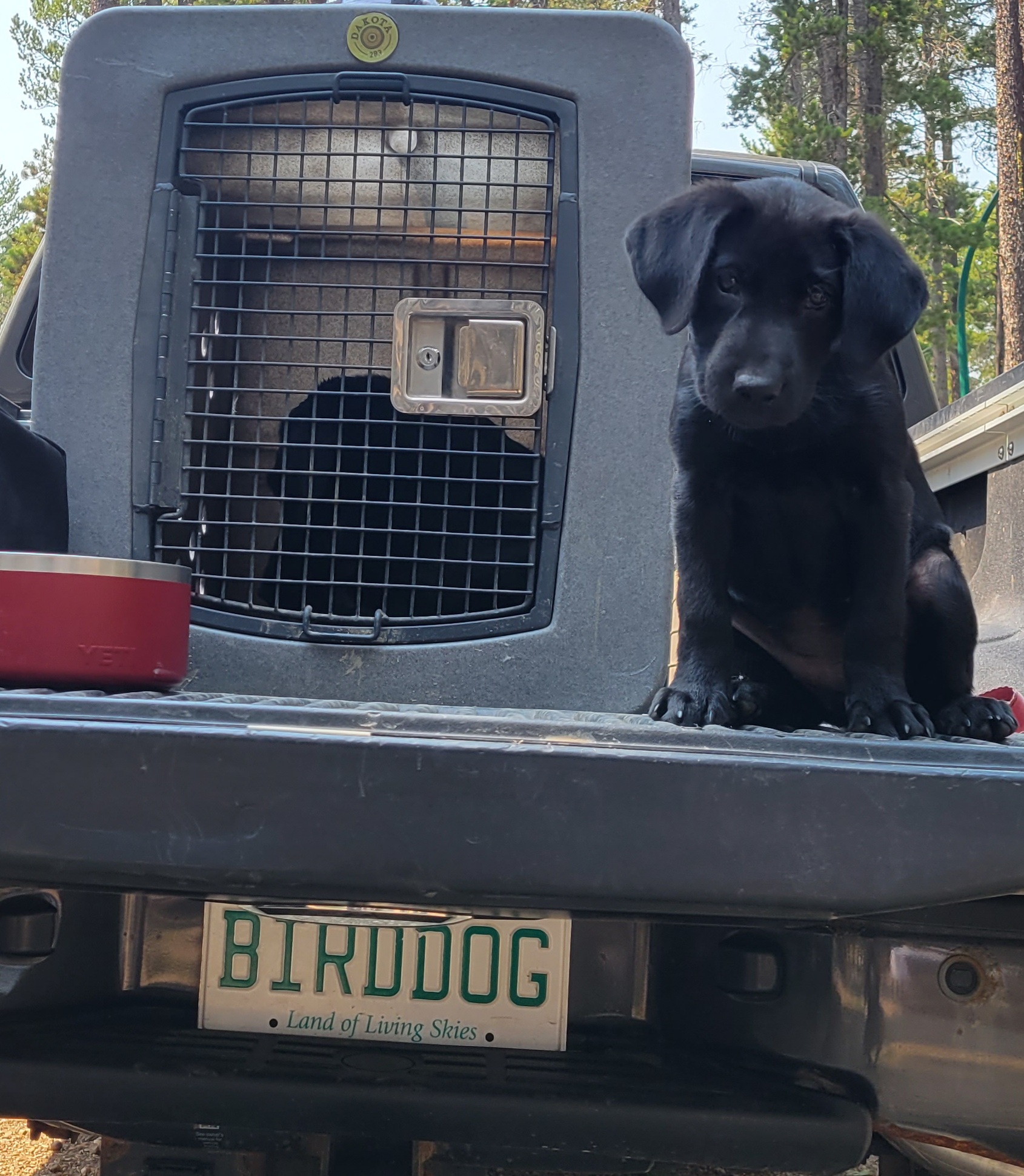 Baypoint's Cricket Of Riverridge | Black Labrador Retriver