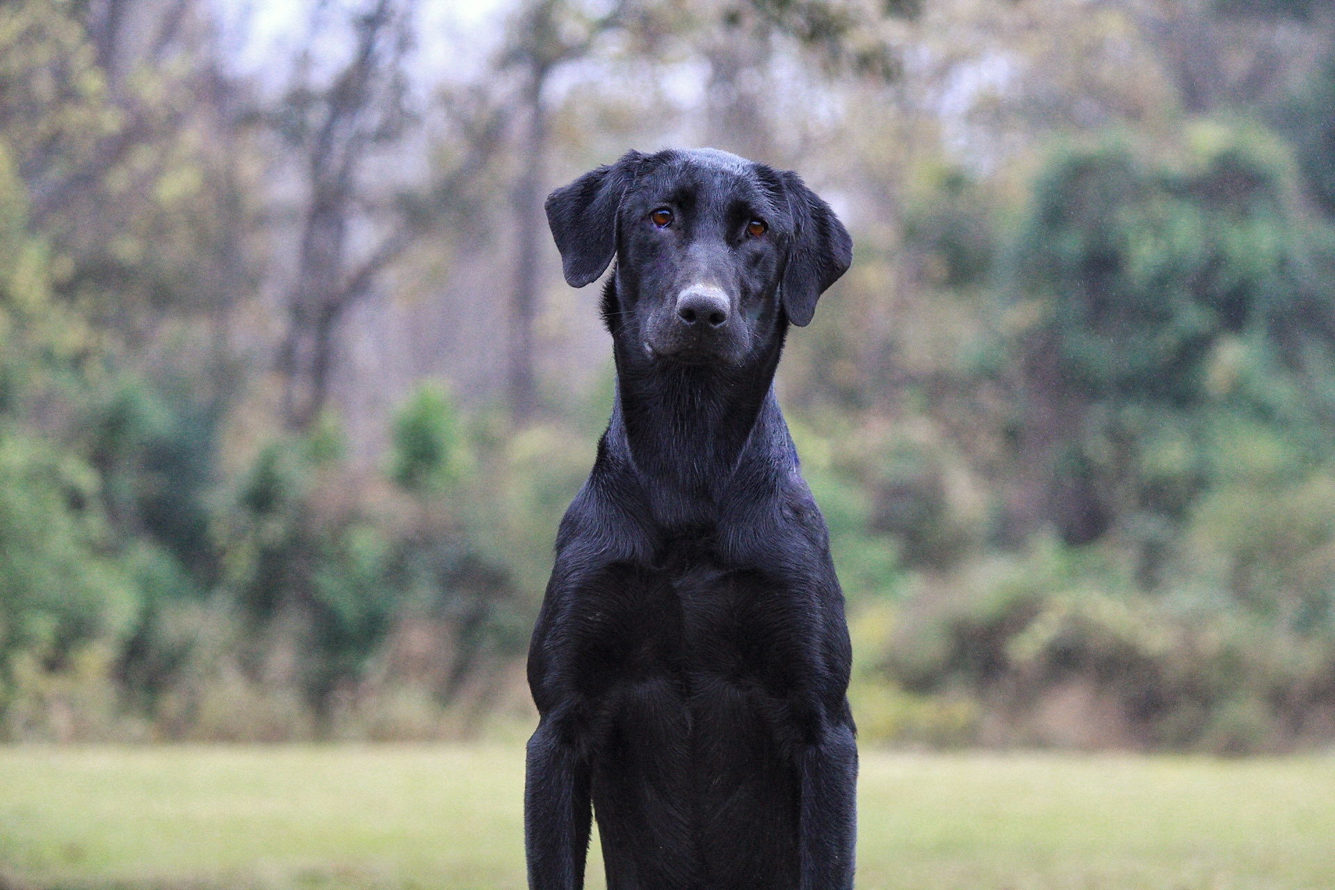 SCK’s Campbell’s Favorite Tiger | Black Labrador Retriver