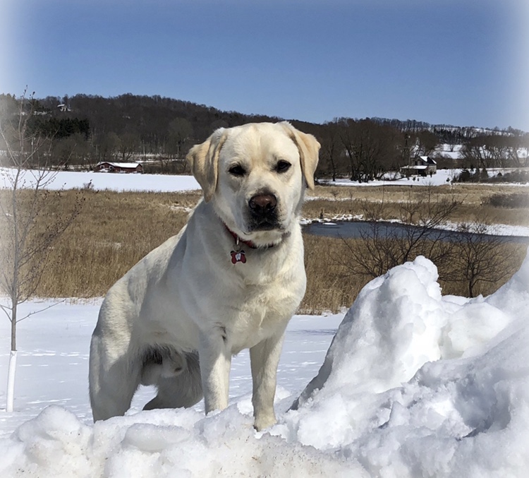 Ridgeview Snowy Noque MH | Yellow Labrador Retriver