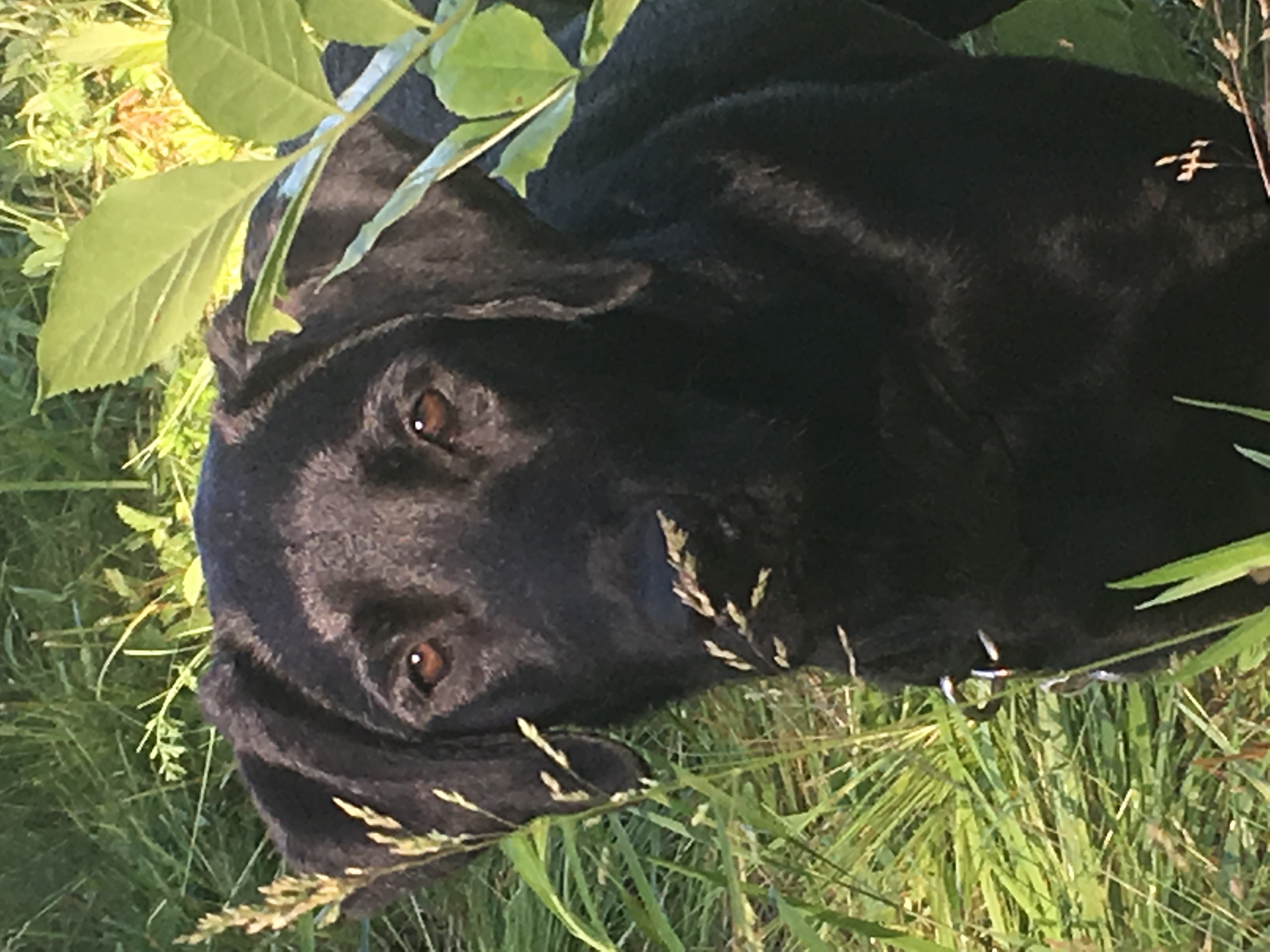 Elkim's Beyond All Recognition JH | Black Labrador Retriver