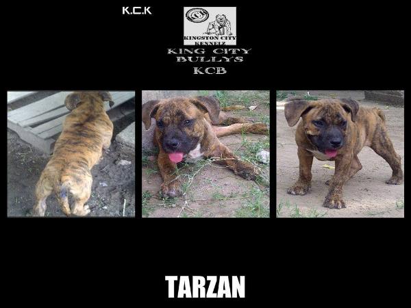 Kcb tarzan | American Pit Bull Terrier 