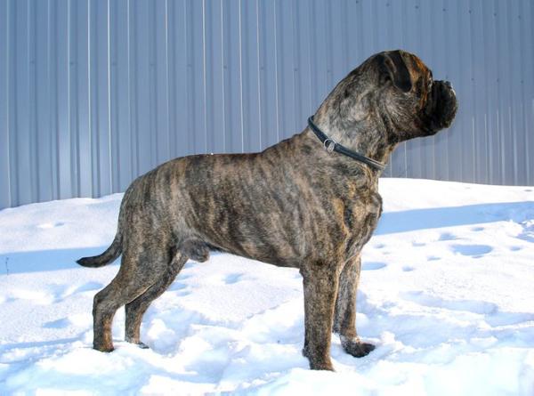 Toro diavolo bulldozzer duble tor | Bullmastiff 