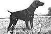 Ammertals Boss Ranger | German Shorthaired Pointer 