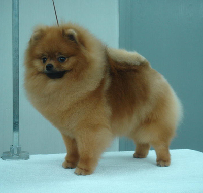 Chriscendo Cabana | Pomeranian 