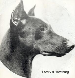 Lord v.d. Horstburg | Black Doberman Pinscher