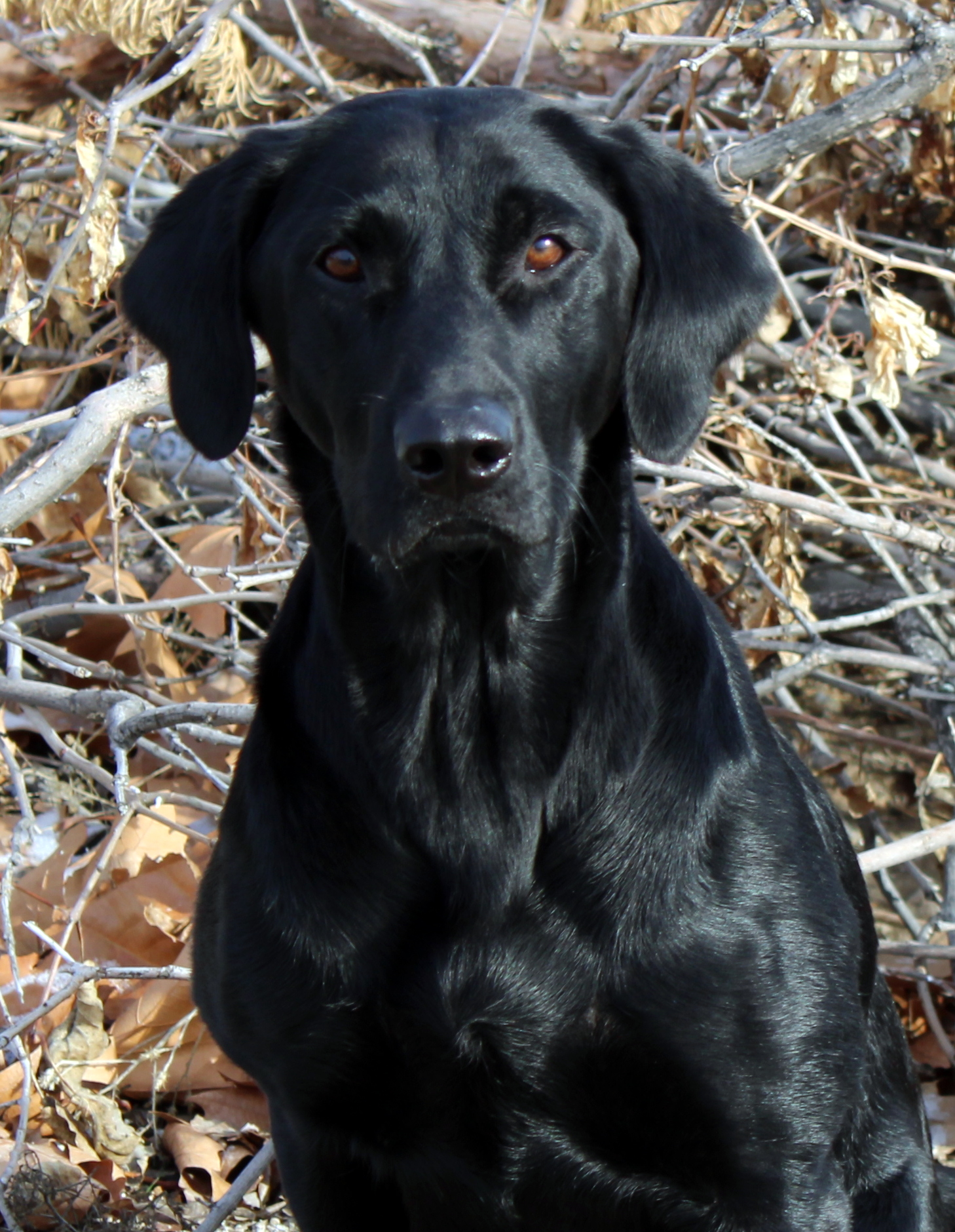 Rattlinridge Point Like Bud QA2 | Black Labrador Retriver