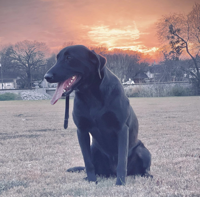 Letters To Theophilus | Black Labrador Retriver