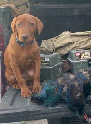 HORNY TRIBE'S DUCKPUP RIPP | Yellow Labrador Retriver