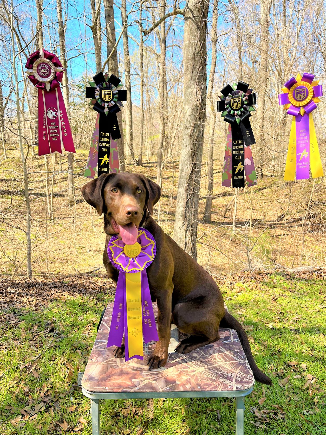 SHR It’s Just Money Honey | Chocolate Labrador Retriver