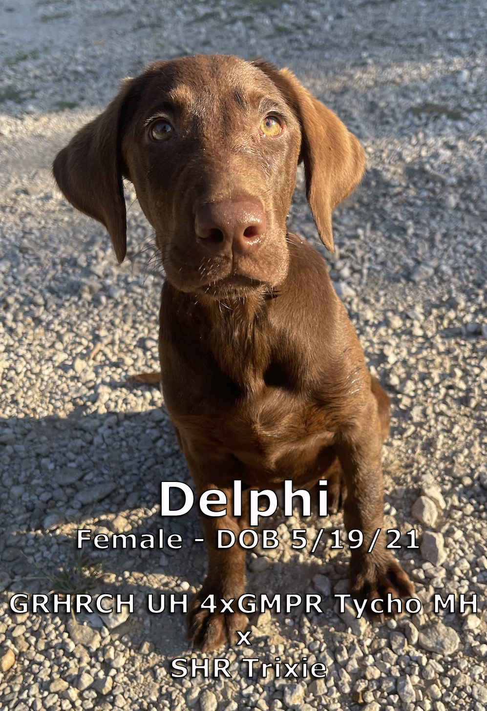 3 Ring Delphi | Chocolate Labrador Retriver