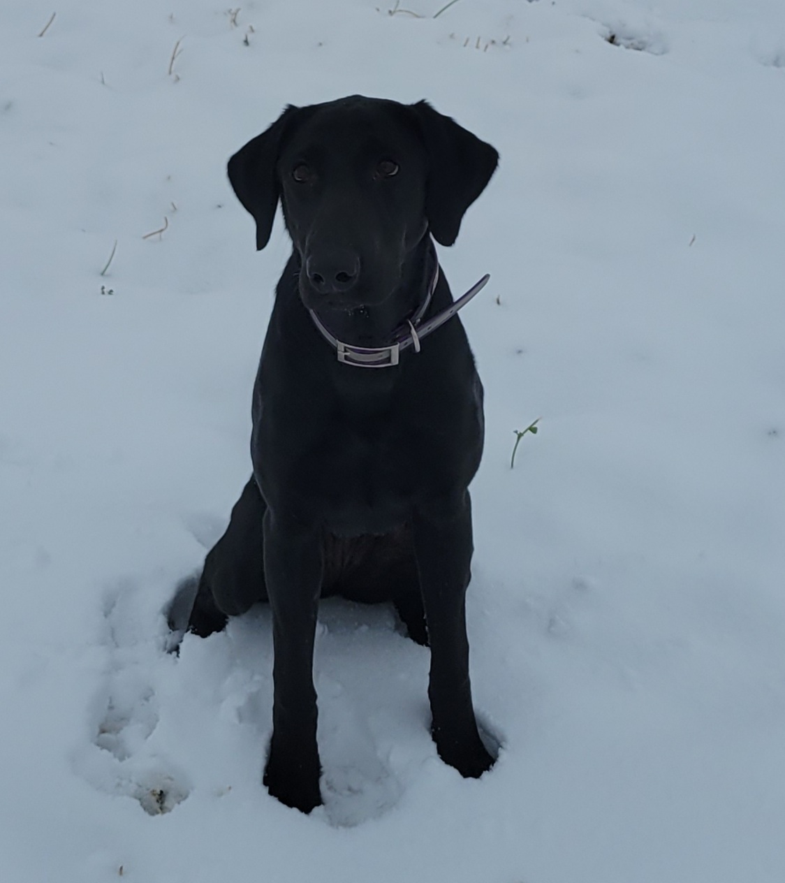 Wildview's Lil' Miss Something | Black Labrador Retriver