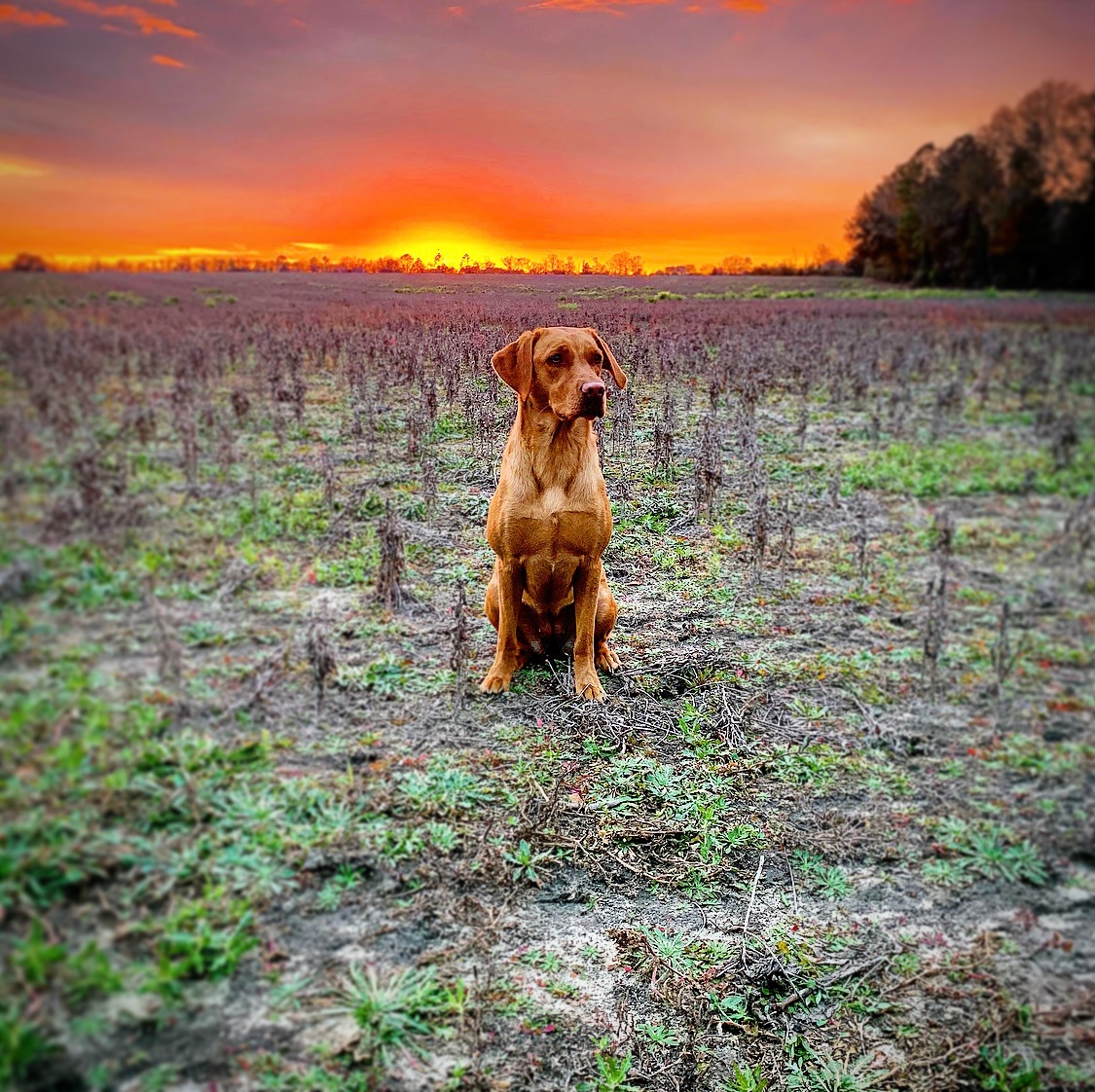 HRCH Flatwood’s Sassy Southern Sawyer | Yellow Labrador Retriver