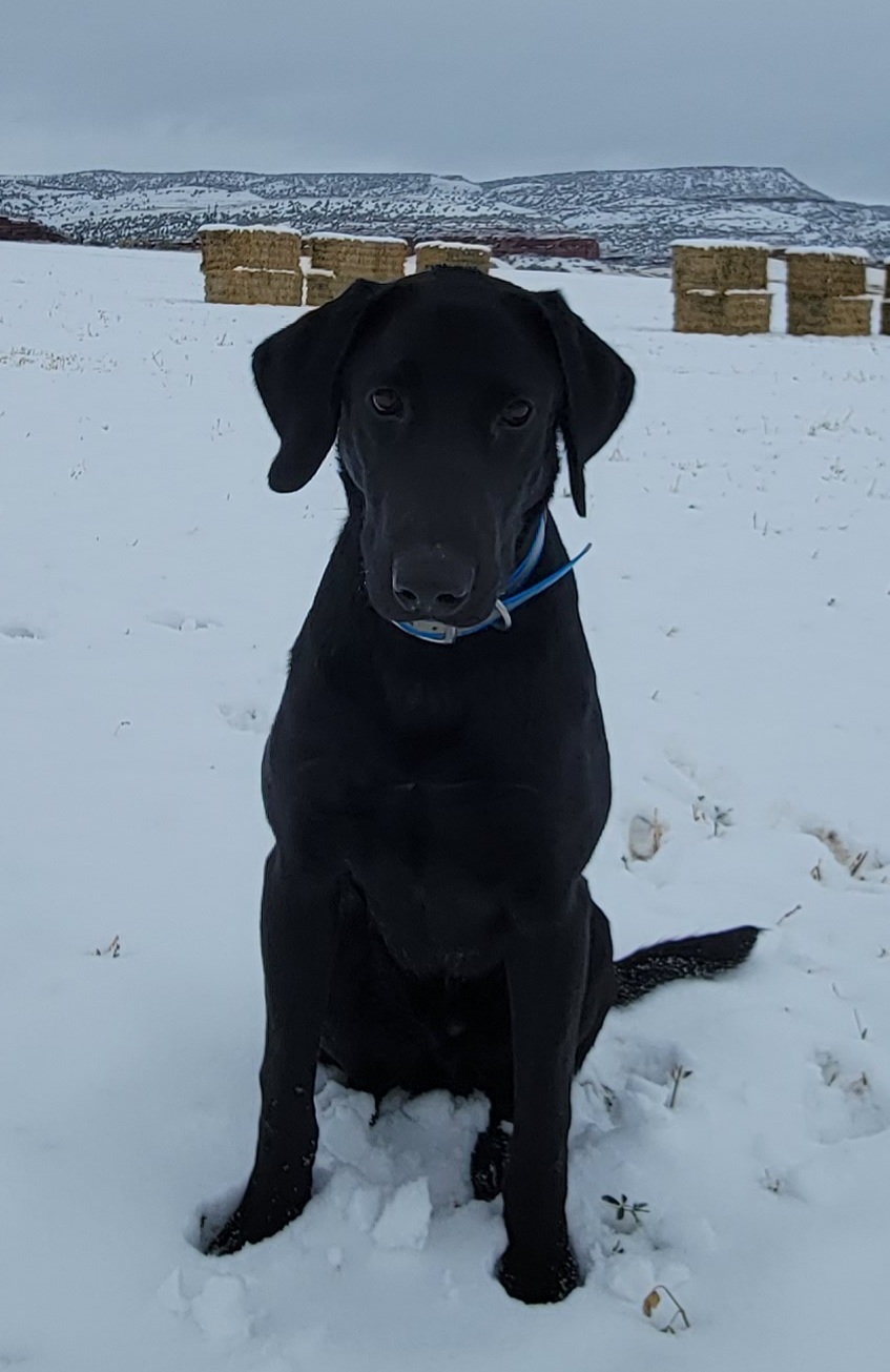 Wildview's Tennessee River Sunrise | Black Labrador Retriver